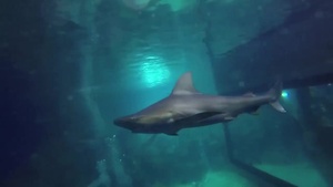Shark tank adventure