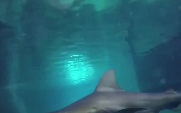 Shark tank adventure