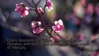 Nago Cherry Blossom Festival 2020