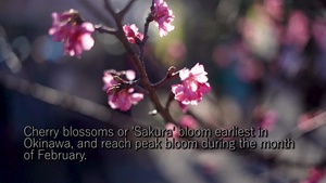 Nago Cherry Blossom Festival 2020
