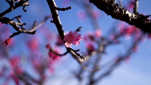 Nago Cherry Blossom Festival 2020 (NO SUBTITLES)