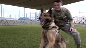 A Glimpse at Military Working Dogs