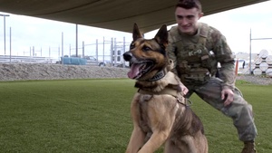 A Glimpse at Military Working Dogs