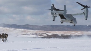 Dispatch Pacific: Northern Viper 2020