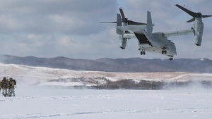 Northern Viper 2020
