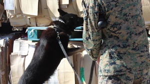 Military Working Dogs, MWD, USMC, Military, Dogs, K-9, MCAS Cherry Point Detection Training
