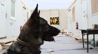 Military Working Dog Bill