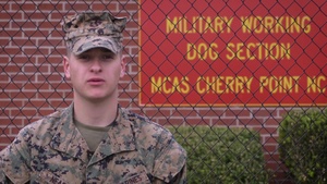 Military Working Dog Appreciation Week: A Day in the Life