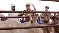 Civil Affairs Work Cattle in Mauritania (Newsbreak)