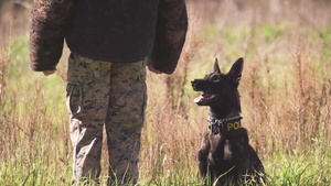 PMO gives K9’s introduction to scouting, controlled aggression training