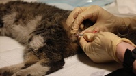 U.S. Army Sgt. Jasmine Baxter neuters a cat as part of a trap, neuter, release program at Erbil Air Base