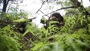 3/3 Bougainville I Exercise