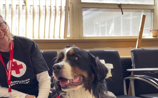 127th Wing Provides Therapy Dogs