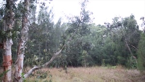 (B-roll) 3/3 Bougainville I Exercise