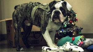 Bulldog Brigade mascot transformation