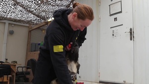 Desert Vision - March 2020