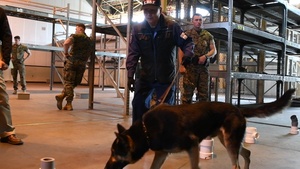 MCAS Iwakuni Military Working Dog handlers, Japanese dog handlers conduct training (Package/Pkg)