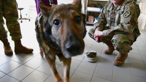 The Effect of COVID-19 on Vet Clinics