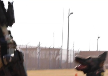 A Soldiers Best Friend During the Stop Move Directive