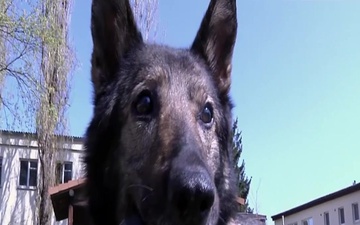 Animal Care Specialist adopts retired Military Working Dog