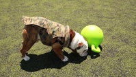 Lance Cpl. Chesty XV Practices Social Distancing