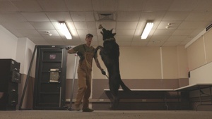 86th SFS conduct MWD training (Part 2)