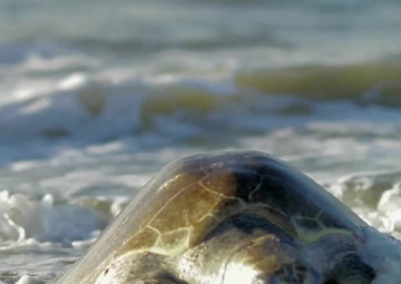 Tracking Protected Sea Turtles