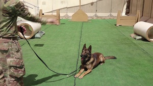 Military Working Dog on Deployment