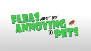 Fleas Aren't Just Annoying