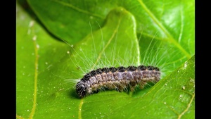 Oak Processionary Caterpillars