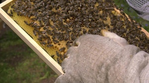 Know Your Mil: U.S. Army Soldier picks up beekeeping hobby during COVID-19