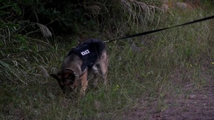 Cannon AFB Virtual Career Fair: Military Working Dog Handler