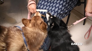 Camp Walker Veterinary Clinic Low Stress Handling Training