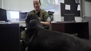 Bring your Dog to Work day 2020