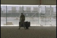 U.S. Navy Military Working Dog Team Demonstrate Their Training