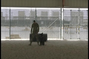 U.S. Navy Military Working Dog Team Demonstrate Their Training