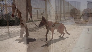 Military Working Dogs/Handlers at AUAB