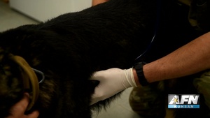 Kunsan MWDs get a vet visit