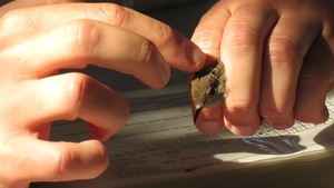 Behind the Scenes with Environmental: Bird Banding