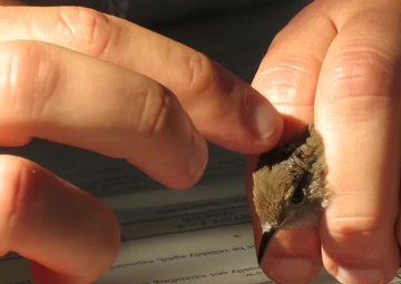 Behind the Scenes with Environmental: Bird Banding