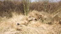 Hide and Seek: Marines with Scout Snipers Course participate in stalking exercise