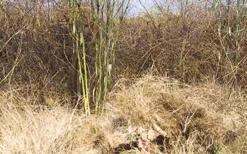 Hide and Seek: Marines with Scout Snipers Course participate in stalking exercise