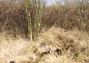Hide and Seek: Marines with Scout Snipers Course participate in stalking exercise