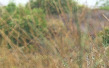 B-Roll: Hide and Seek: Marines with Scout Snipers Course participate in stalking exercise