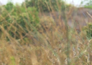 B-Roll: Hide and Seek: Marines with Scout Snipers Course participate in stalking exercise
