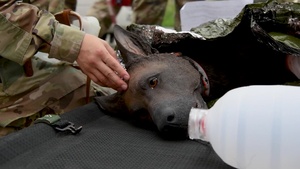 Canine First Aid Training