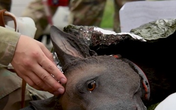 Canine First Aid Training