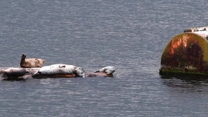 NAVFAC Northwest Marine Mammal Survey