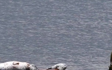 NAVFAC Northwest Marine Mammal Survey