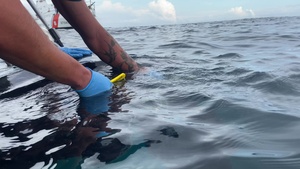Coast Guard rescues sea turtle entangled in fishing trap line near Cape May, New Jersey